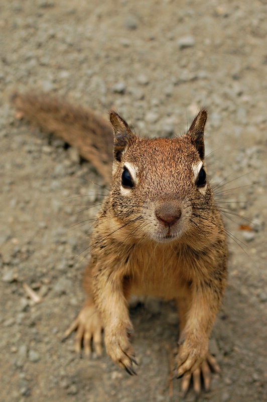 ~California Beggar~