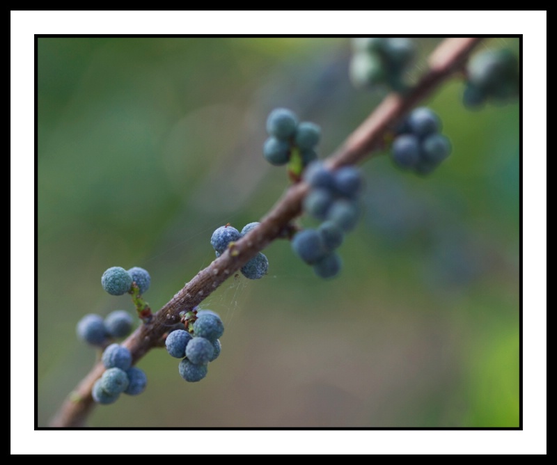 A Different Blue Berry