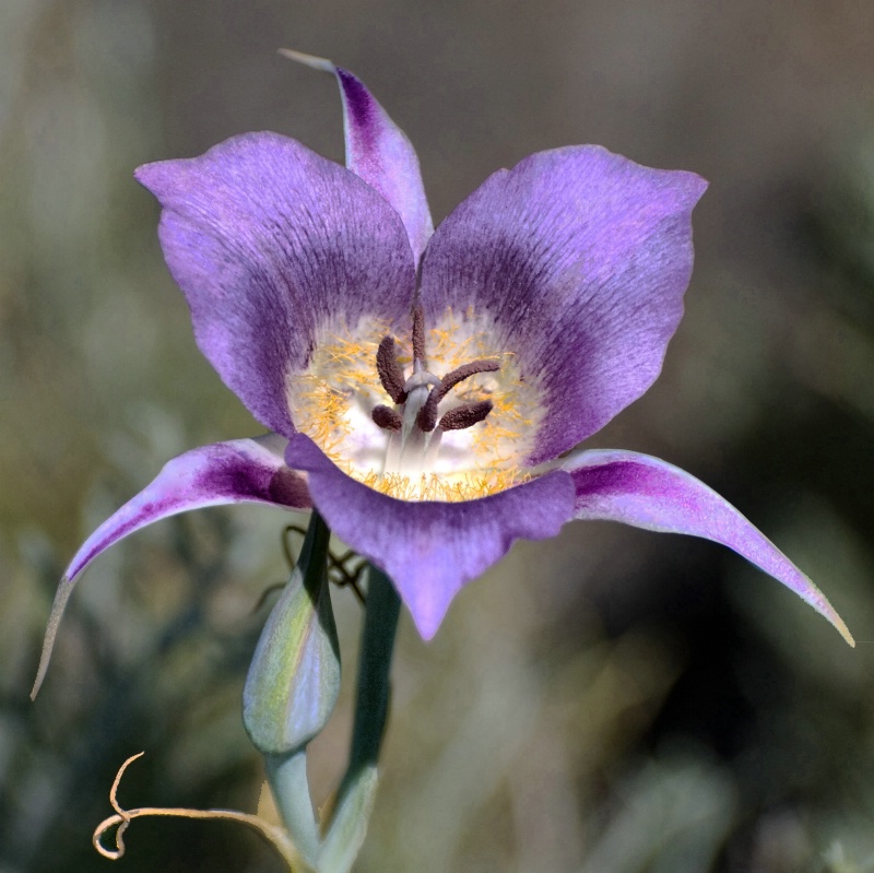 Mariposa Lily - ID: 10580599 © Clyde Smith