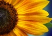 Sunflower !