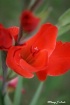 Red Gladiola