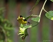 Sunflower Finch 1
