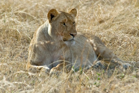 Lioness-Masai Mara-Kenya