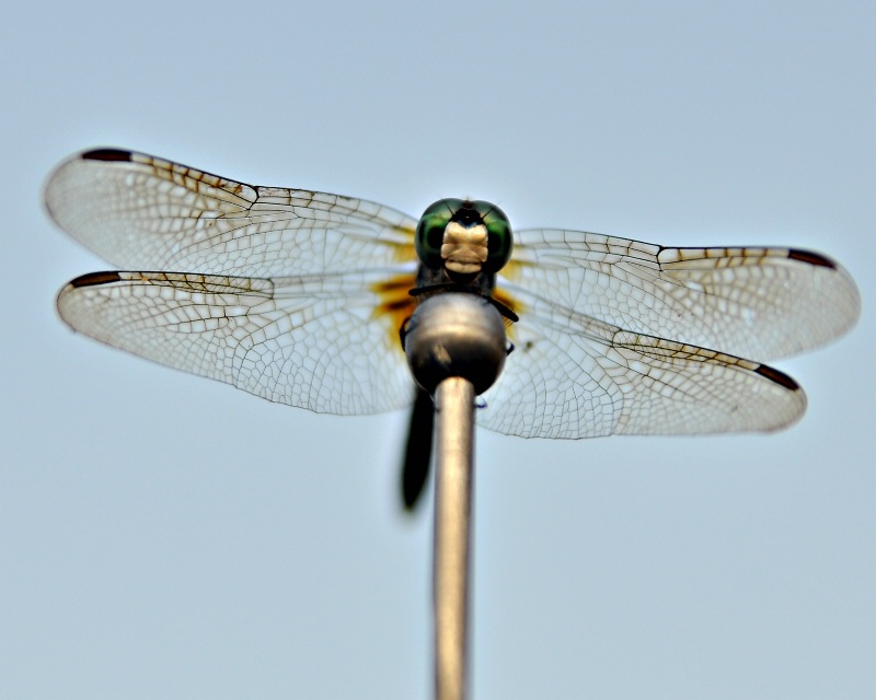Dragonfly on my antenna