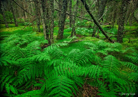 Barred Island Ferns