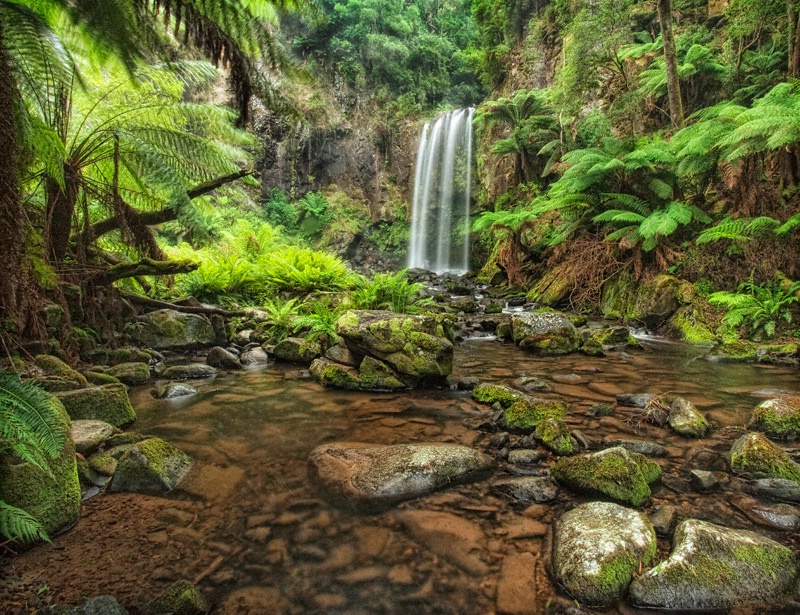 More  Greens in the Rain Forest