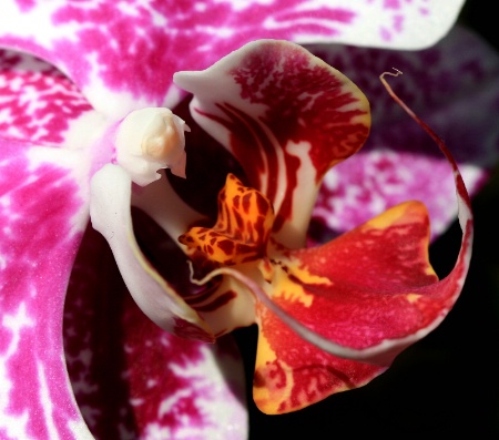 John's Orchid