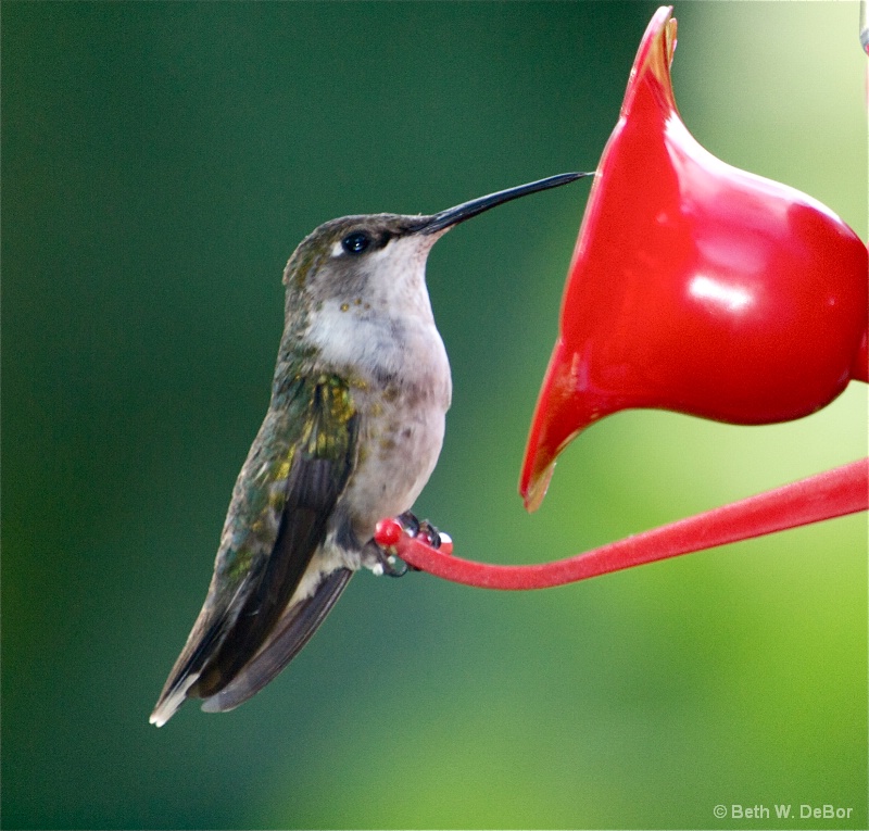 Hummingbird