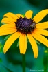 Black-Eyed Susan....