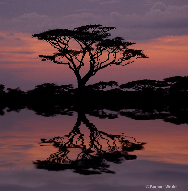 African silhouette