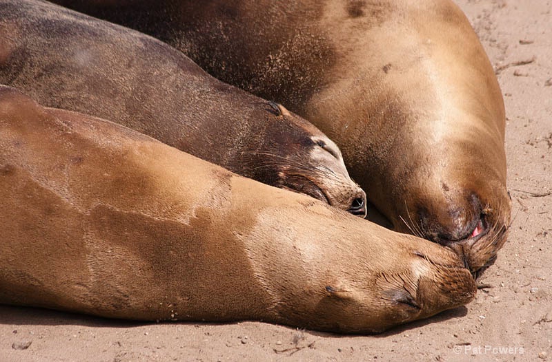 Harbor Seals Snuggling - ID: 10589724 © Pat Powers