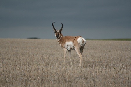 antelope 70-300 lens