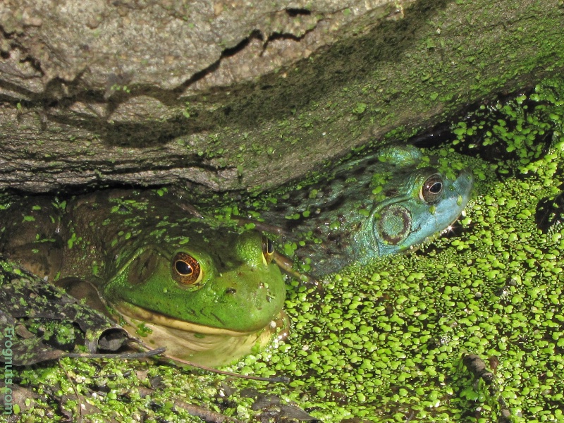 Bein' Green and Feelin' Blue - ID: 10592857 © Suzanne Niles