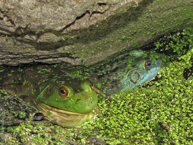 Bein' Green and Feelin' Blue