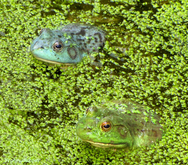 Bein' Green and Feelin' Blue - ID: 10592862 © Suzanne Niles