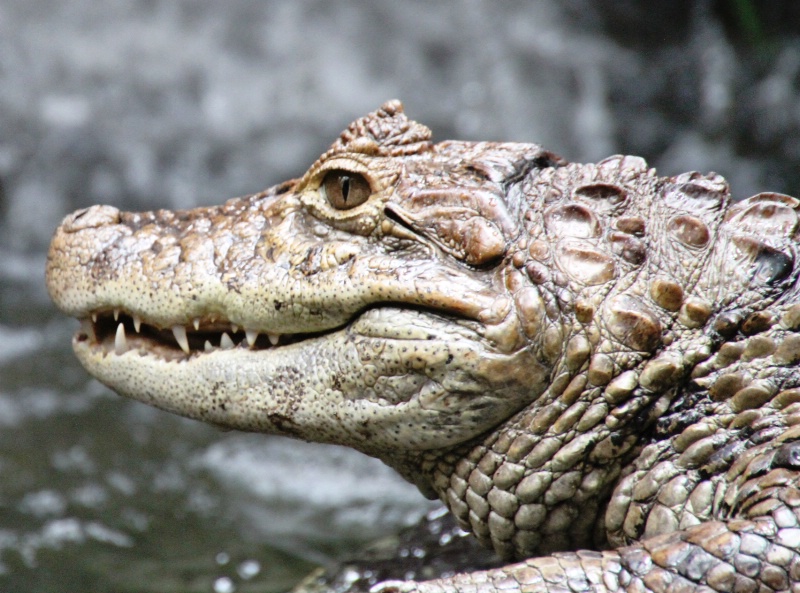 A macro crocodile