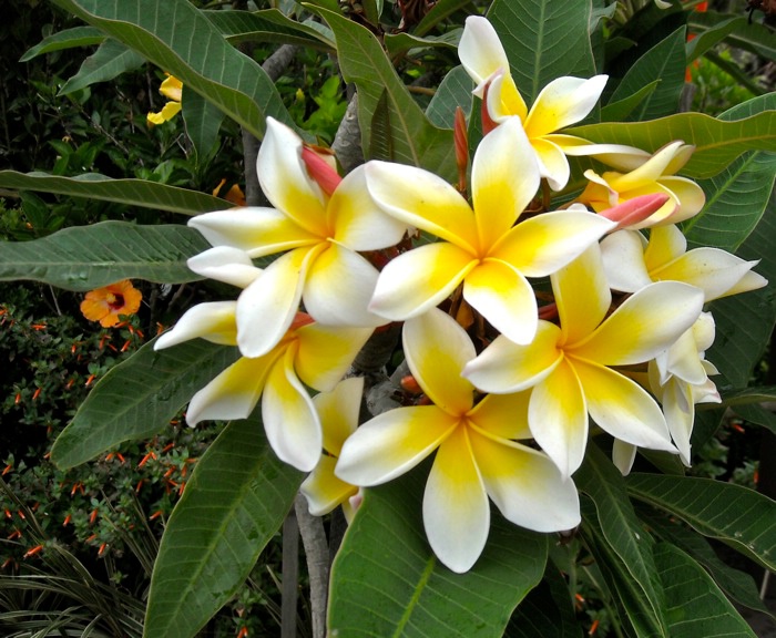 Laguna Beach flowers