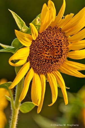 Sunflower Morning