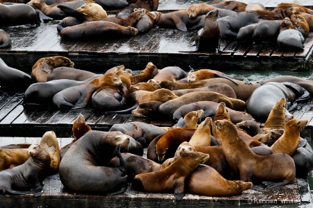 Seals at Fisherman's Wharf