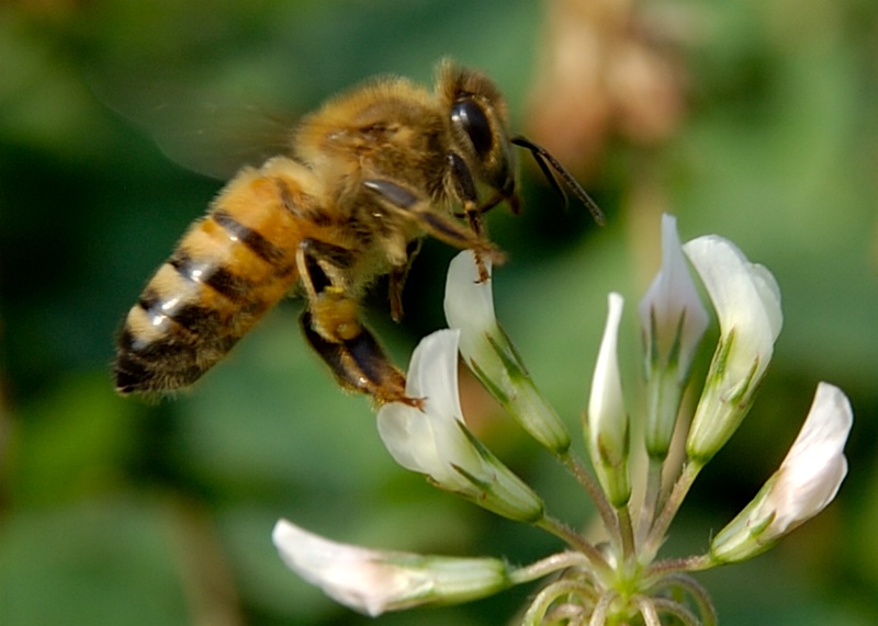 Honey Bee in Clover 1