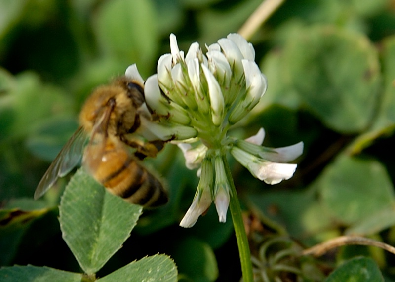 Honey Bee in Clover 2