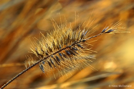 Golden Grasses