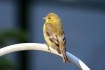 ~A Purdy Bird~