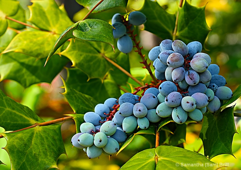 Leather Leaf Mahonia