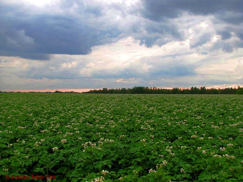 Bubar Potato Field