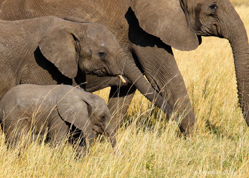 Mom & the Kids Going for a Walk.