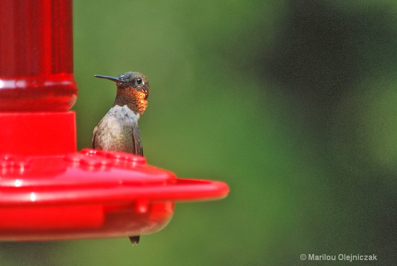 Ruby Throated Hummingbird 1