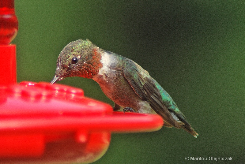 Ruby Throated Hummingbird 2