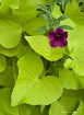 1 Purple Bloom