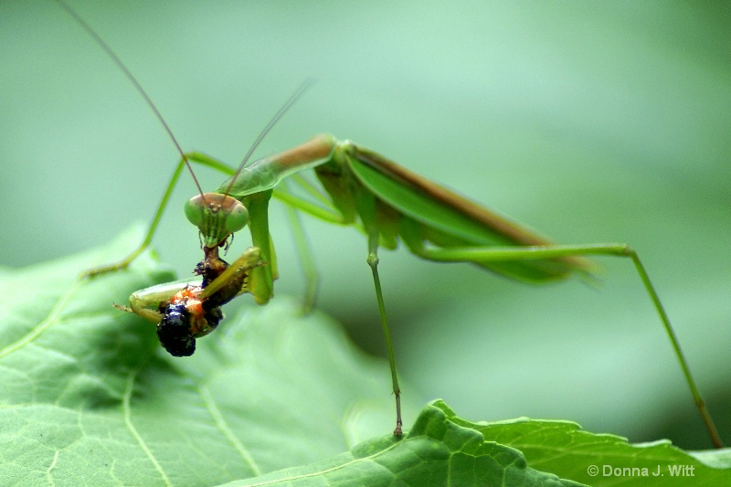 Praying Mantis