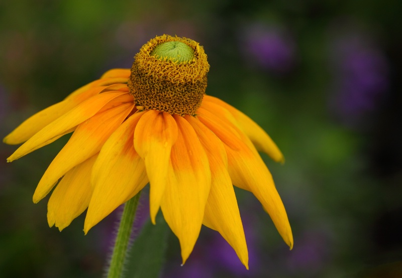 Mexican Sunflowers