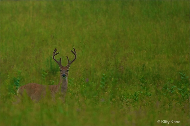 Eight Point Buck in the Grass