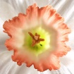 Center of a Daffo...