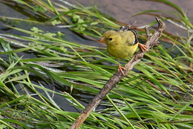 Yellow Finch - ID: 10606378 © Tammy M. Anderson
