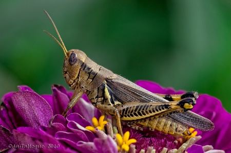 Flower Hopper