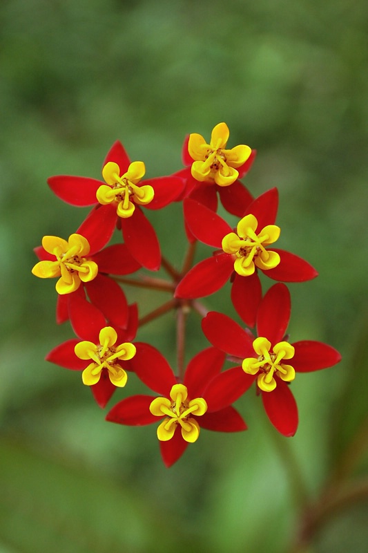 ~Butterfly Weed~