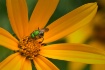 Green on Gold