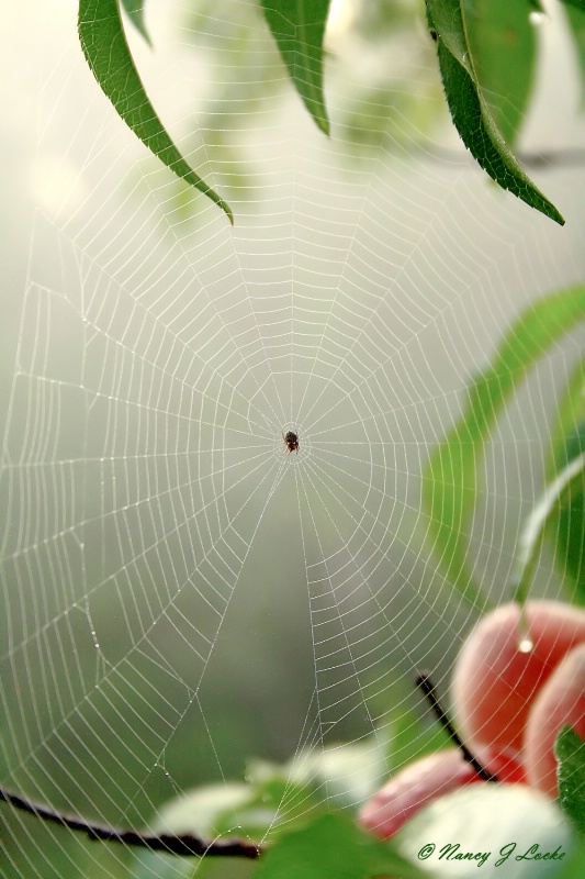 Peach Tree Web