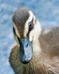 First Portrait - ...