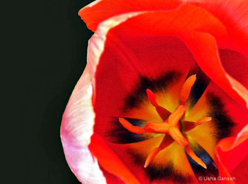 Tulip Nova