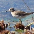 2Solitary Sandpiper - Eagle Lake - ID: 10615852 © John Tubbs