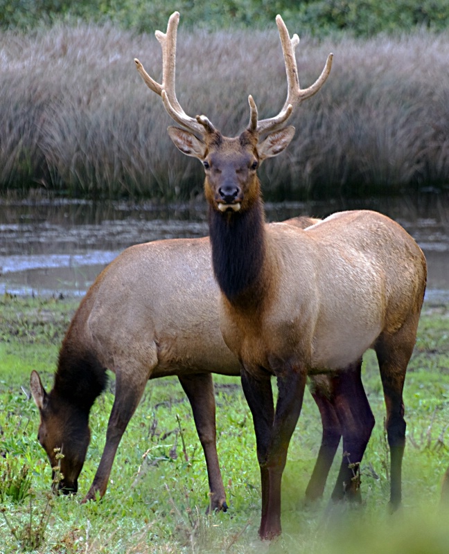 Wild Elk of California - ID: 10616006 © Clyde Smith