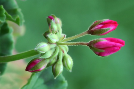 geranium detail