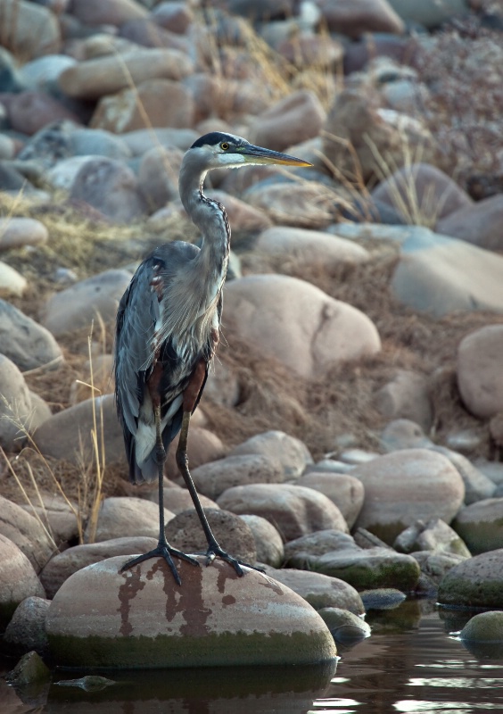 Great Blue Heron - ID: 10616811 © Patricia A. Casey