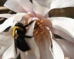Natural Attractio...