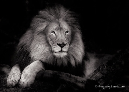 Portrait of a Lion